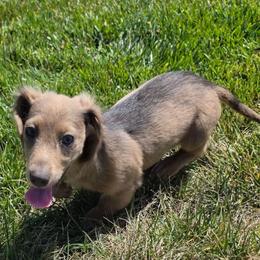 ZEUS - Fawn (Isabella) male Dachshund puppy in Vacaville, California from SchmooterBabies
