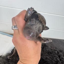 Gravity - Blue merle male Aussiedoodle puppy in Columbia Falls, Montana from Firefly Aussies & Aussiedoodles