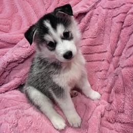 Luma - Black and white female Siberian Husky puppy in Little Rock, Arkansas from Northern Lights Siberian Huskies