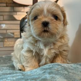 Jaz - Cream and white male Shih Tzu puppy in Zephyrhills, Florida from Mary’s Shih Tzus