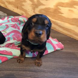 Girl 3 - Gordon Setter puppy in North Carolina from Hopper Grass Gordon Setters