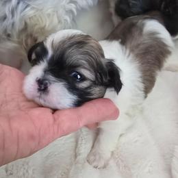 Cayenne - Silver gold and white female Shih Tzu puppy in Fallon, Nevada from Grandma Ts Precious Puppies