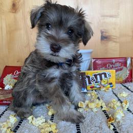 Miniature Schnauzer Puppies from Schnauzers on Robinson Lane