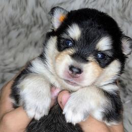 Boy 6 - Tri-color male Pomsky puppy in Spring Hill, Florida from www.PuppyTimeEmporium.com