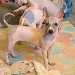 Ocotillo - Red and white male American Hairless Terrier puppy in Phoenix, Arizona from Bare Valley