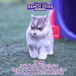 Janay - Blue female Pomsky puppy in Humeston, Iowa from M.A.R. Dogs