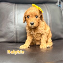 Ralphie - Red  female Goldendoodle puppy in West Haven, Utah from Split Mountain Doodles
