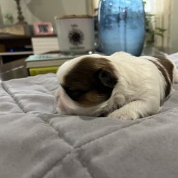 Girl 5 - Shih Tzu puppy from Furever Family