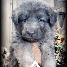 Appollo - Blue male German Shepherd puppy in Sequim, Washington from German Shepherd Haus