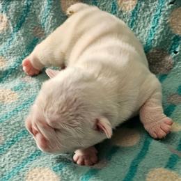 Snow ball - White male Bulldog puppy in Cheshire, Connecticut from Absolut Bulldogs