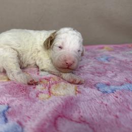 Dove - Parti female Poodle puppy in Stilwell, Oklahoma from LR&R Dog Co.
