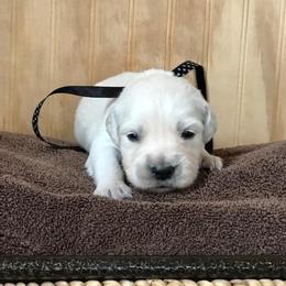 Miss Black - Light golden female Golden Retriever puppy in Patterson, California from Trusted Valley Retrievers