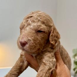 Marina - Cream female Goldendoodle puppy in Escalon, California from Miley&Co.