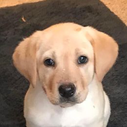 Labrador Retriever Puppies from Sycamore Kennels