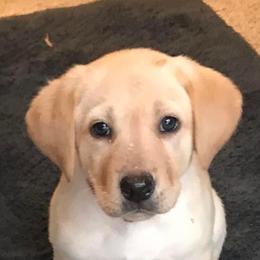 Labrador Retriever Puppies from Sycamore Kennels