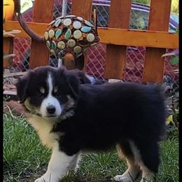 Miniature Australian Shepherds and Toy Australian Shepherds from Haugen's Minis
