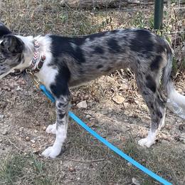 Cat - Border Collie