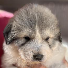 Guinness - White and badger male Great Pyrenees puppy in Arroyo Grande, California from Wild Bunch Ranch - Home of Le Patou Great Pyrenees