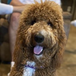 Goldendoodles from Doodle Paws