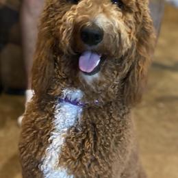 Goldendoodles from Doodle Paws