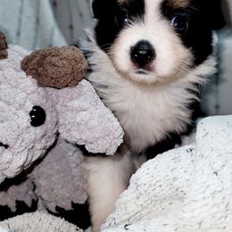 Chloe - Black tri female Toy Australian Shepherd puppy in Garvin, Oklahoma from Hochatown Awesome Aussies