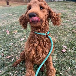 Poodle puppies from Sunshine Red Standard Poodles