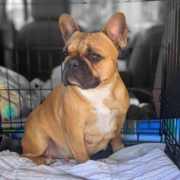 Daisy - French Bulldog