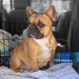 Daisy - French Bulldog