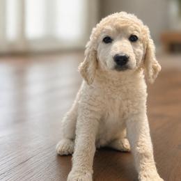 Snowflake - Cream female Goldendoodle puppy in Greenville, North Carolina from ENC Goldendoodles And Maltipoos