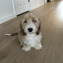 Dachshund and Goldendoodle Puppies from Schmidt’s Doxies N Doodles