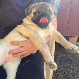 Lettie - Pug