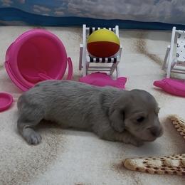 Blue Based Cream Dapple Longhair Girl - Cream female Dachshund puppy in Killeen, Texas from Southern Dachshunds