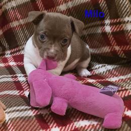 Milo - White and chocolate male Teddy Roosevelt Terrier puppy in Milaca, Minnesota from Bright Lake Terriers