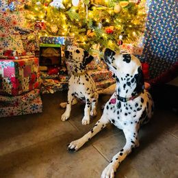 Dalmatian and Labrador Retriever Puppies from ECMO Farm Dalmatians & ECMO Farm Fox Red Labs