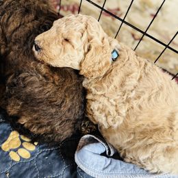 Goldendoodle Puppies from K&R Doodles