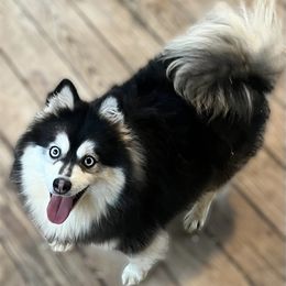 Buffy - Pomsky