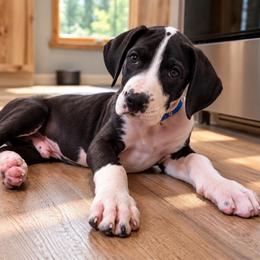 Puppy 3 - Mantle male Great Dane puppy in Ocala, Florida from Oak Haven Great Danes