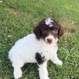Pink collar - Phantom female Poodle puppy in Huntsville, Alabama from Flint River Poodles