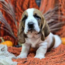 Buffy - Mahogany and white female Basset Hound puppy in Lebanon, Ohio from Lady Mae Bassets