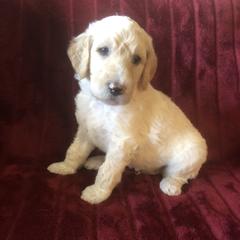 Goldendoodle and Springerdoodle Puppies from Springerdoodles Plus AZ