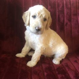 Goldendoodle and Springerdoodle Puppies from Springerdoodles Plus AZ