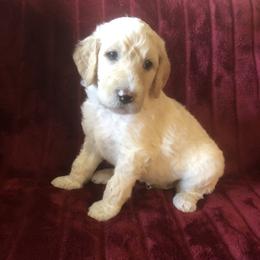 Goldendoodle and Springerdoodle Puppies from Springerdoodles Plus AZ