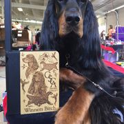 Gordon Setter All Grown Up from Dreamcatcher Kennel