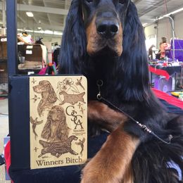 Gordon Setter All Grown Up from Dreamcatcher Kennel