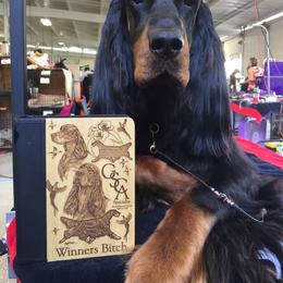 Gordon Setter All Grown Up from Dreamcatcher Kennel