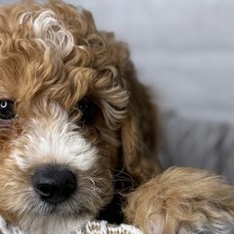 Aussiedoodles from Iron Doodles