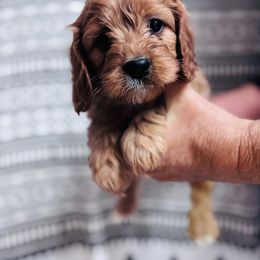 Buttercream - Red female Cavapoo puppy in Woodleaf, North Carolina from Circle T Ranch K9s
