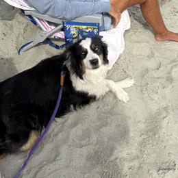 Australian Shepherds from KT’s Aussies
