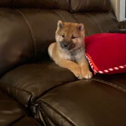 Shiba Inu and Siberian Husky Puppies from Mirage Siberians