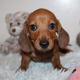 Girl 2 - Red female Dachshund puppy in Craig, Colorado from Rocky Mountain Shih Tzus and Dry Creek Miniature Dachshunds